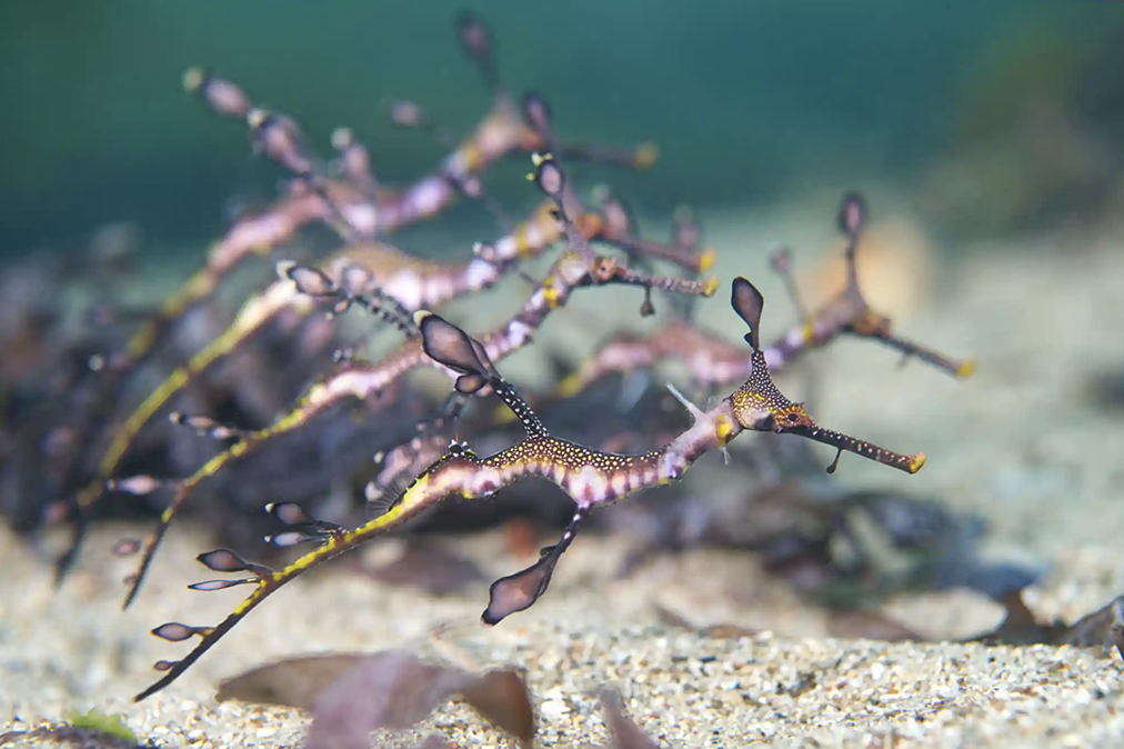  Ocean Photographers Contest